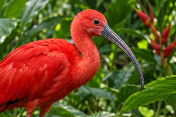 Trinidad and Tobago wildlife